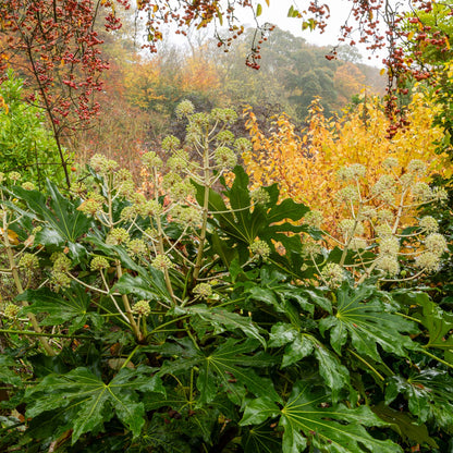 Fatsia japonica