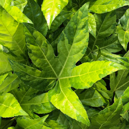 Fatsia japonica 'Murakumo-nishiki' (AKA Fatsia japonica 'Camouflage)