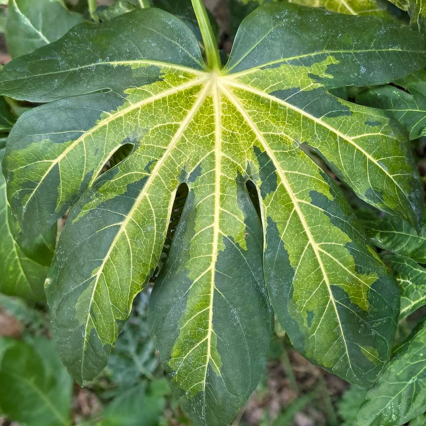 Fatsia japonica 'Murakumo-nishiki' (AKA Fatsia japonica 'Camouflage)