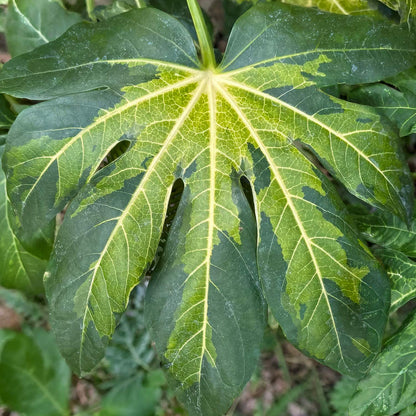 Fatsia japonica 'Murakumo-nishiki' (AKA Fatsia japonica 'Camouflage)