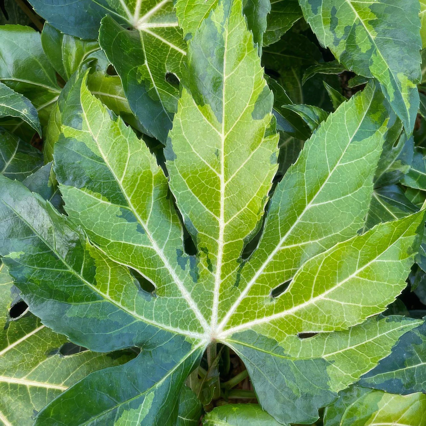 Fatsia japonica 'Murakumo-nishiki' (AKA Fatsia japonica 'Camouflage)