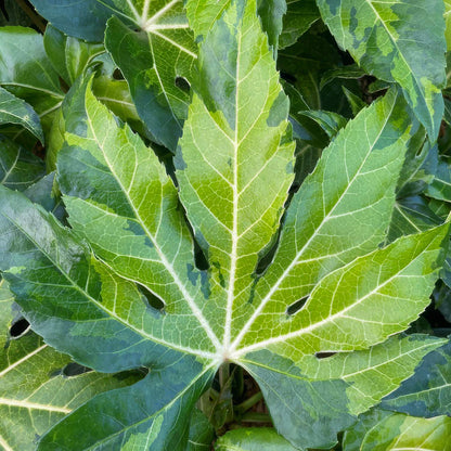 Fatsia japonica 'Murakumo-nishiki' (AKA Fatsia japonica 'Camouflage)