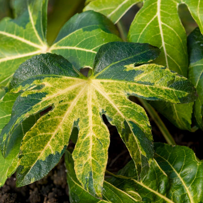 Fatsia japonica 'Murakumo-nishiki' (AKA Fatsia japonica 'Camouflage)
