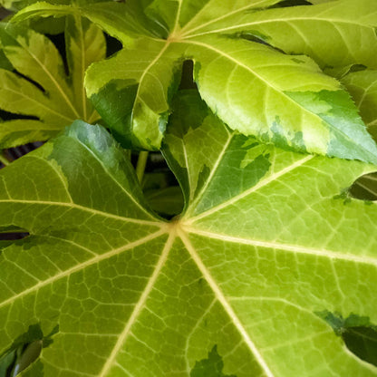 Fatsia japonica 'Murakumo-nishiki' (AKA Fatsia japonica 'Camouflage)