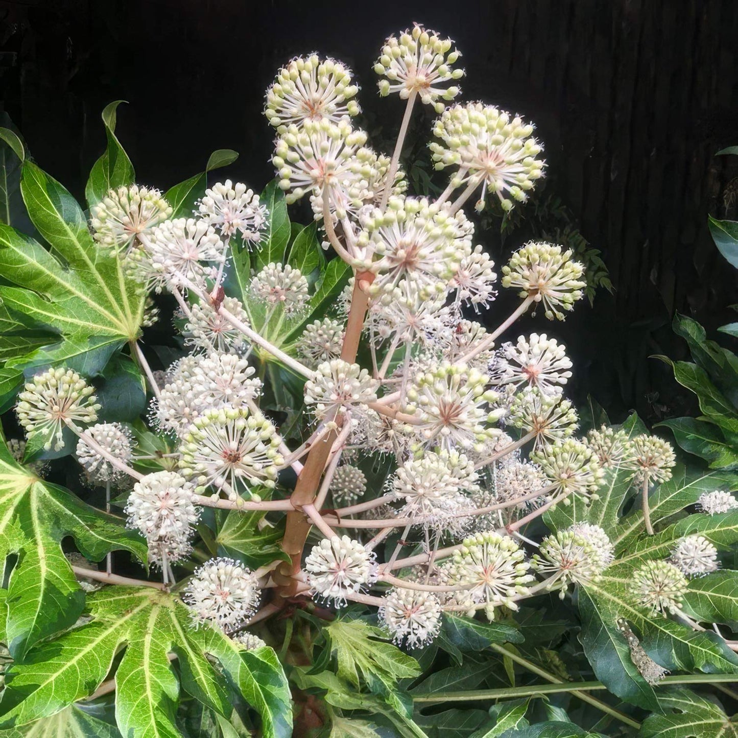 Fatsia japonica 'Murakumo-nishiki' (AKA Fatsia japonica 'Camouflage)