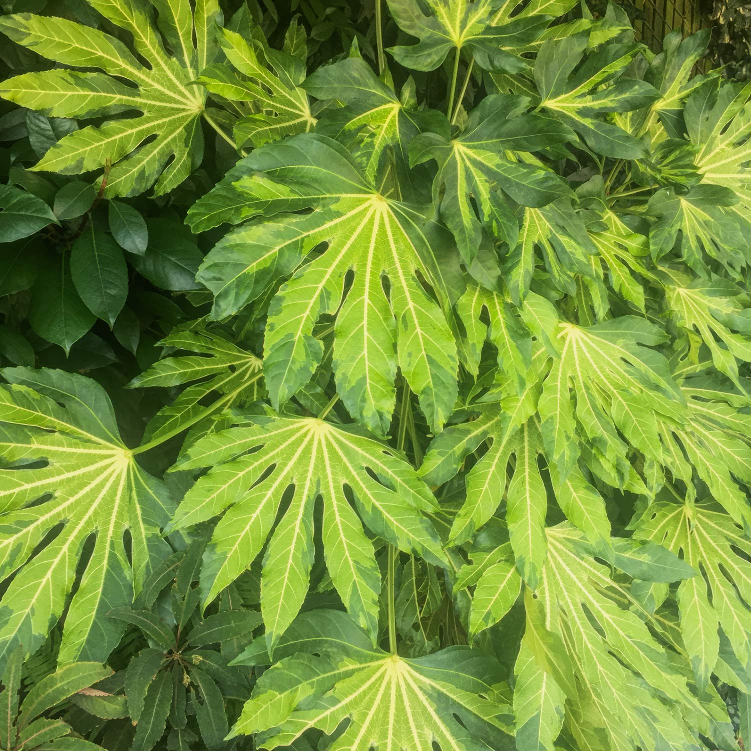 Fatsia japonica 'Murakumo-nishiki' (AKA Fatsia japonica 'Camouflage)