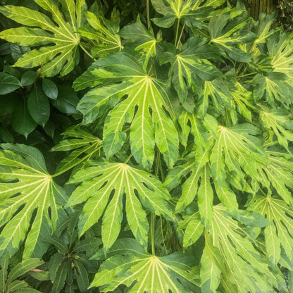 Fatsia japonica 'Murakumo-nishiki' (AKA Fatsia japonica 'Camouflage)