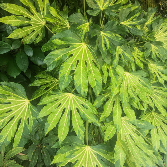 Fatsia japonica 'Murakumo-nishiki' (AKA Fatsia japonica 'Camouflage)
