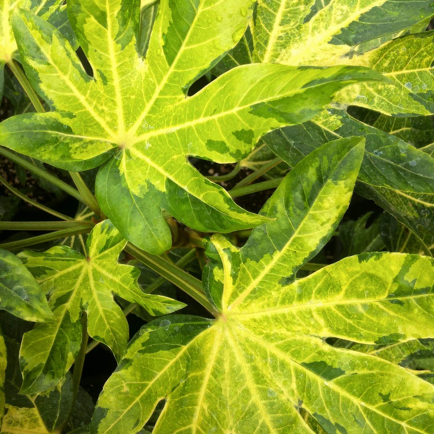 Fatsia japonica 'Murakumo-nishiki' (AKA Fatsia japonica 'Camouflage)