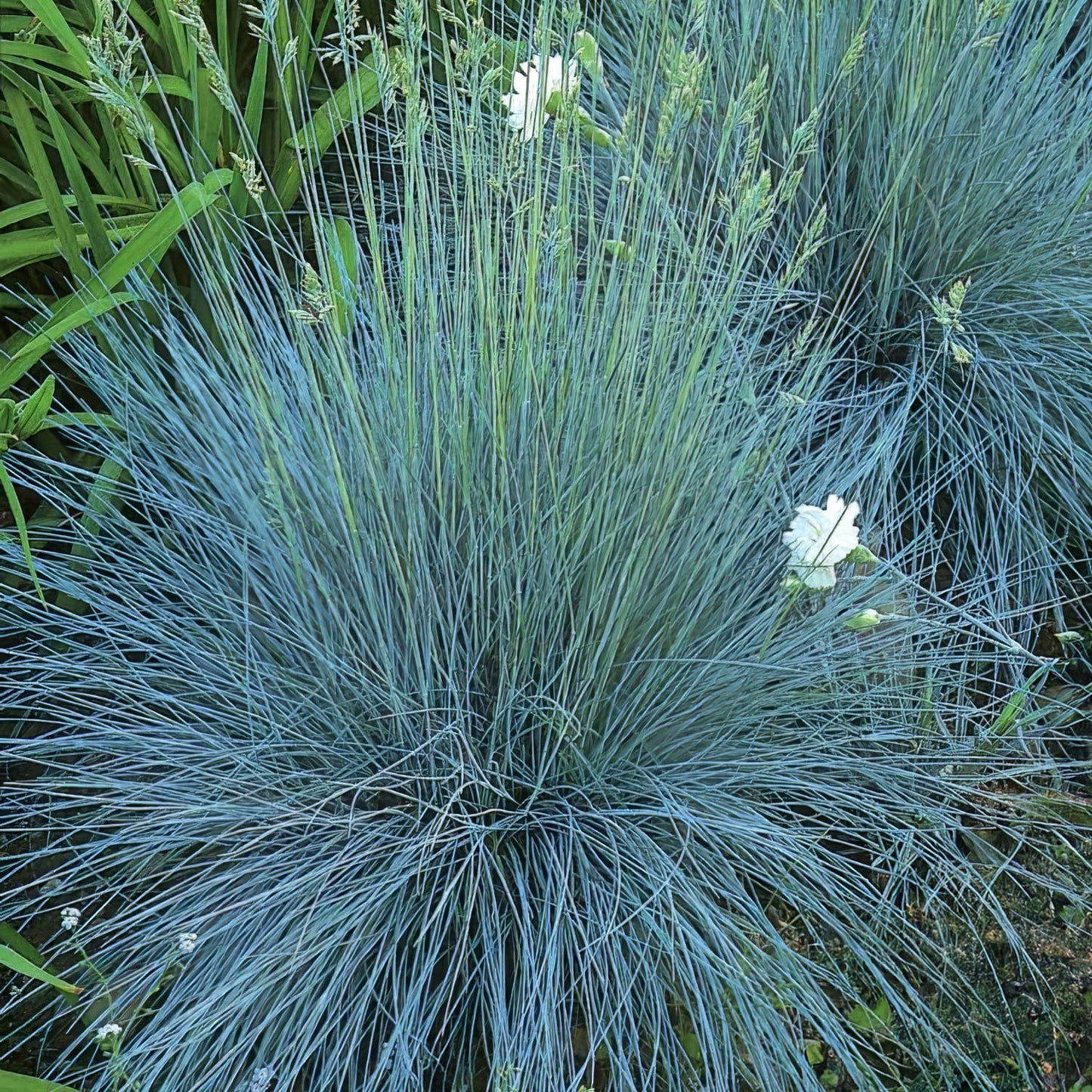 Festuca glauca 'Elijah Blue'