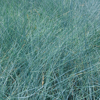 Festuca glauca 'Elijah Blue'