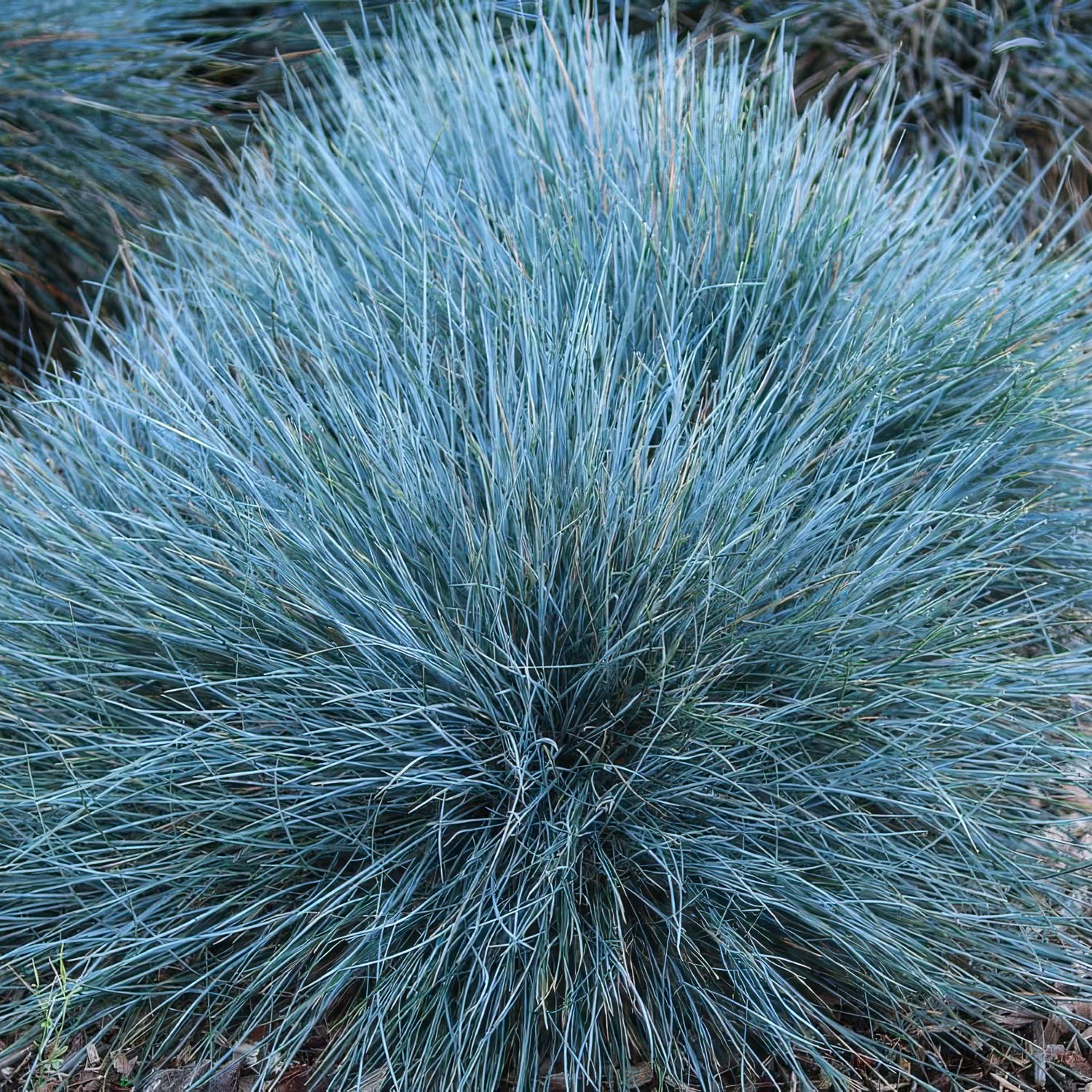 Festuca glauca 'Elijah Blue'
