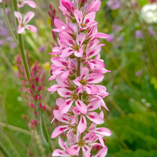 Copy of Francoa sonchifolia 'Pink Giant'