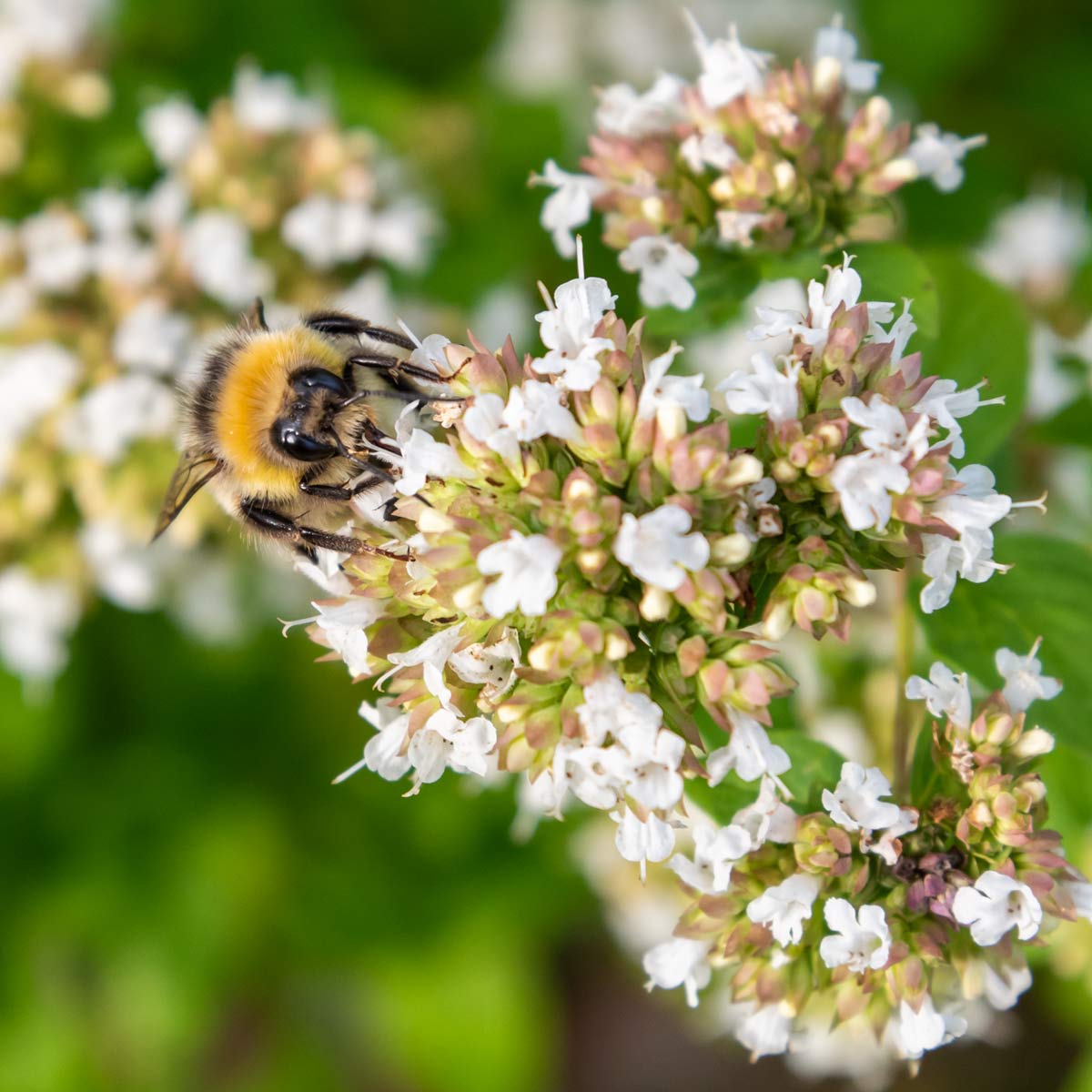 FREE TALK: Must-have Summer Perennials, with Nick Hamilton. 14th February 2025