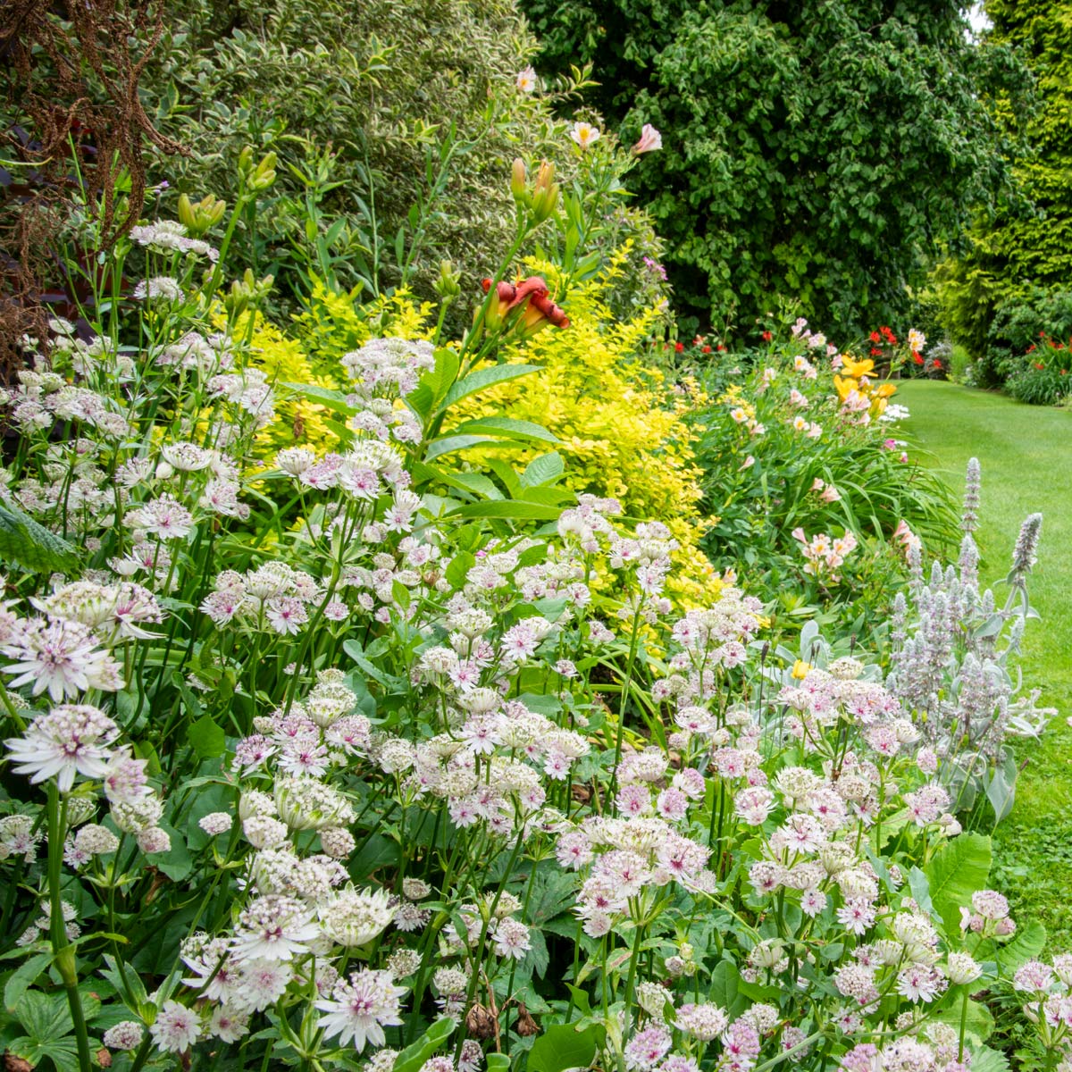 FREE TALK: Must-have Summer Perennials, with Nick Hamilton. 14th February 2025