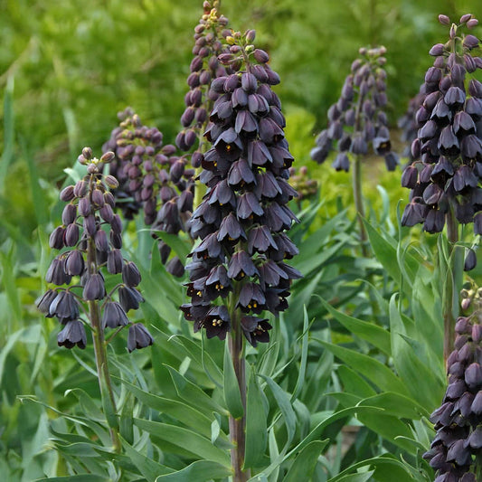 Fritillaria persica