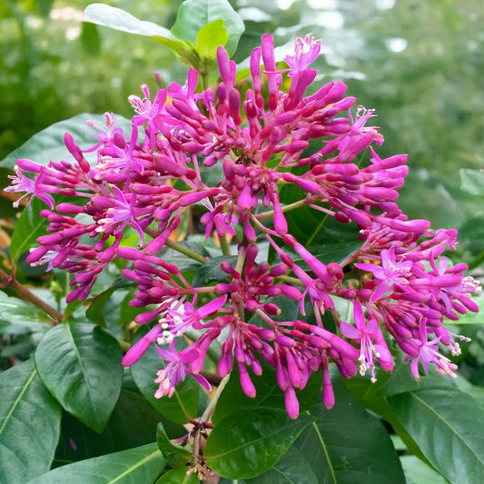 Fuchsia arborescens