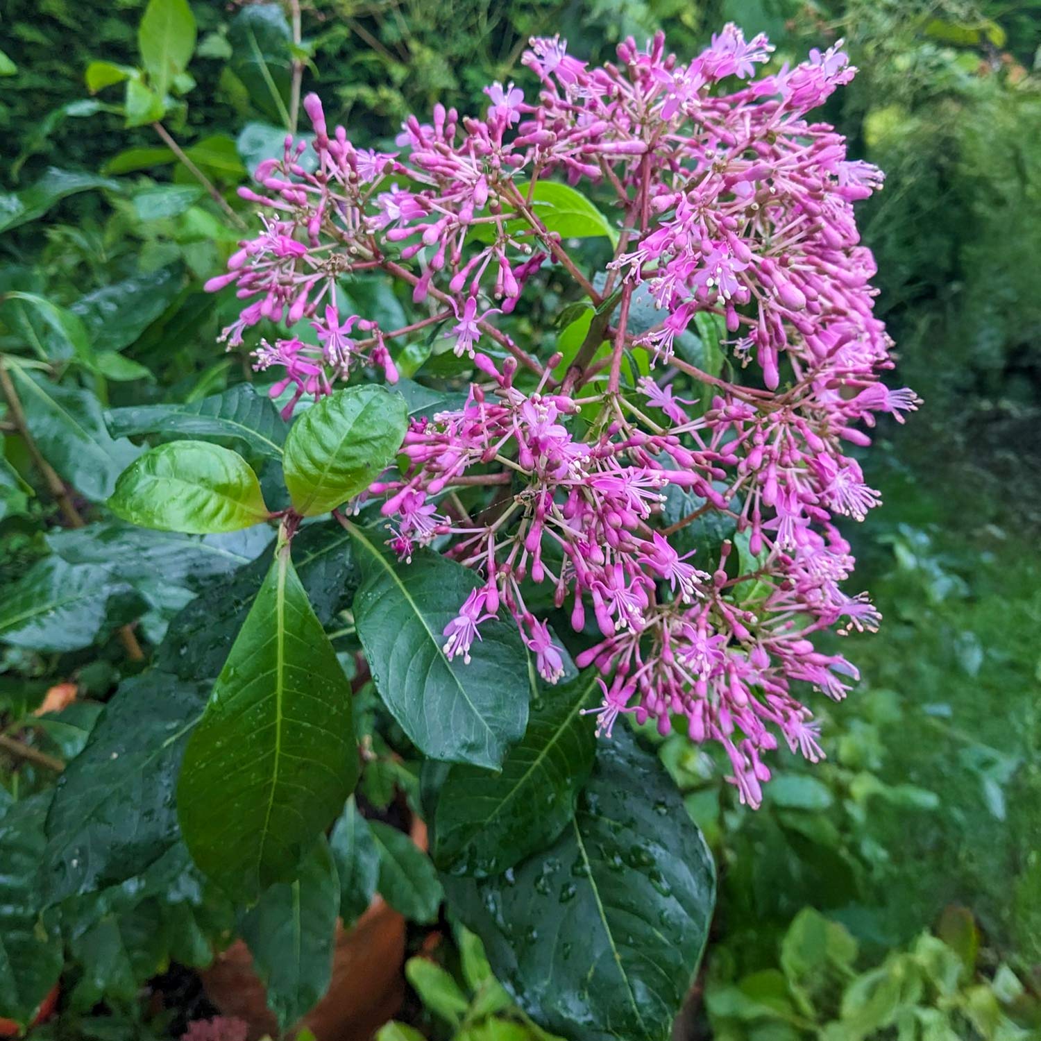 Fuchsia arborescens