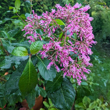 Fuchsia arborescens