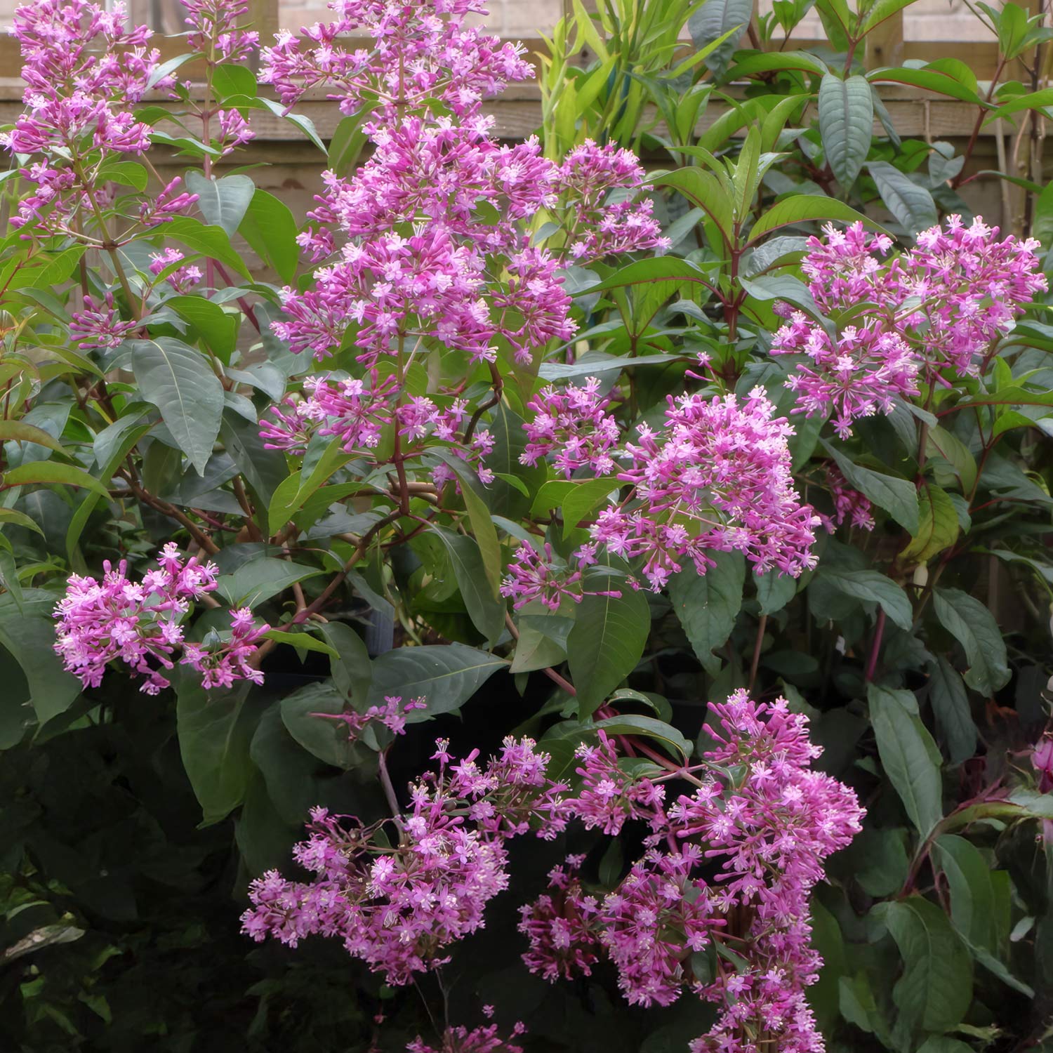 Fuchsia arborescens