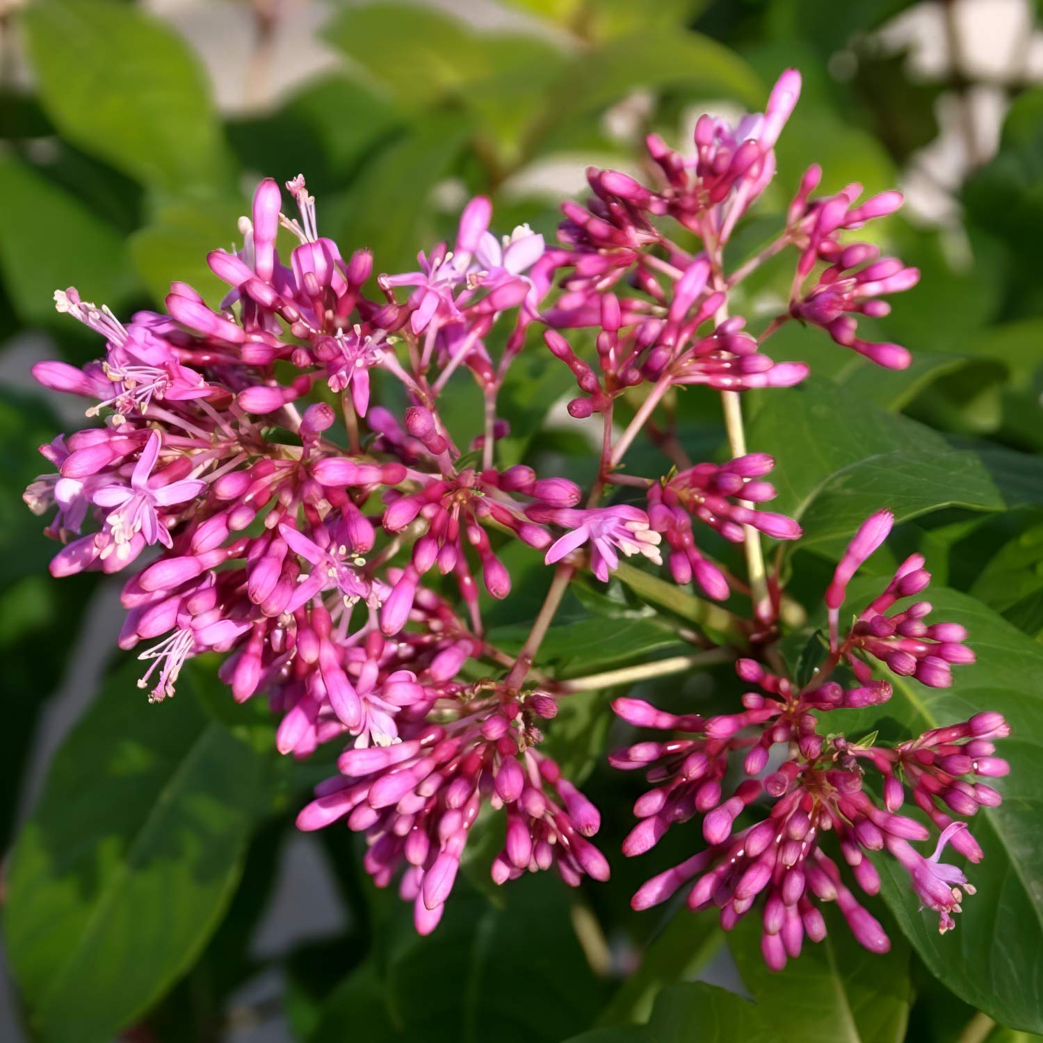 Fuchsia arborescens