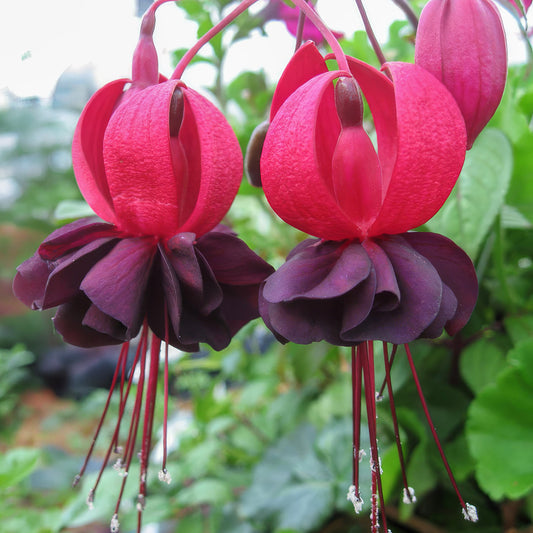 Fuchsia 'Blacky'