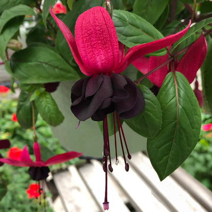 Fuchsia 'Blacky'. Close-up of a pink and black fuchsia flower with green leaves.