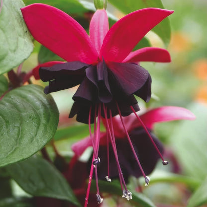 Fuchsia 'Blacky'