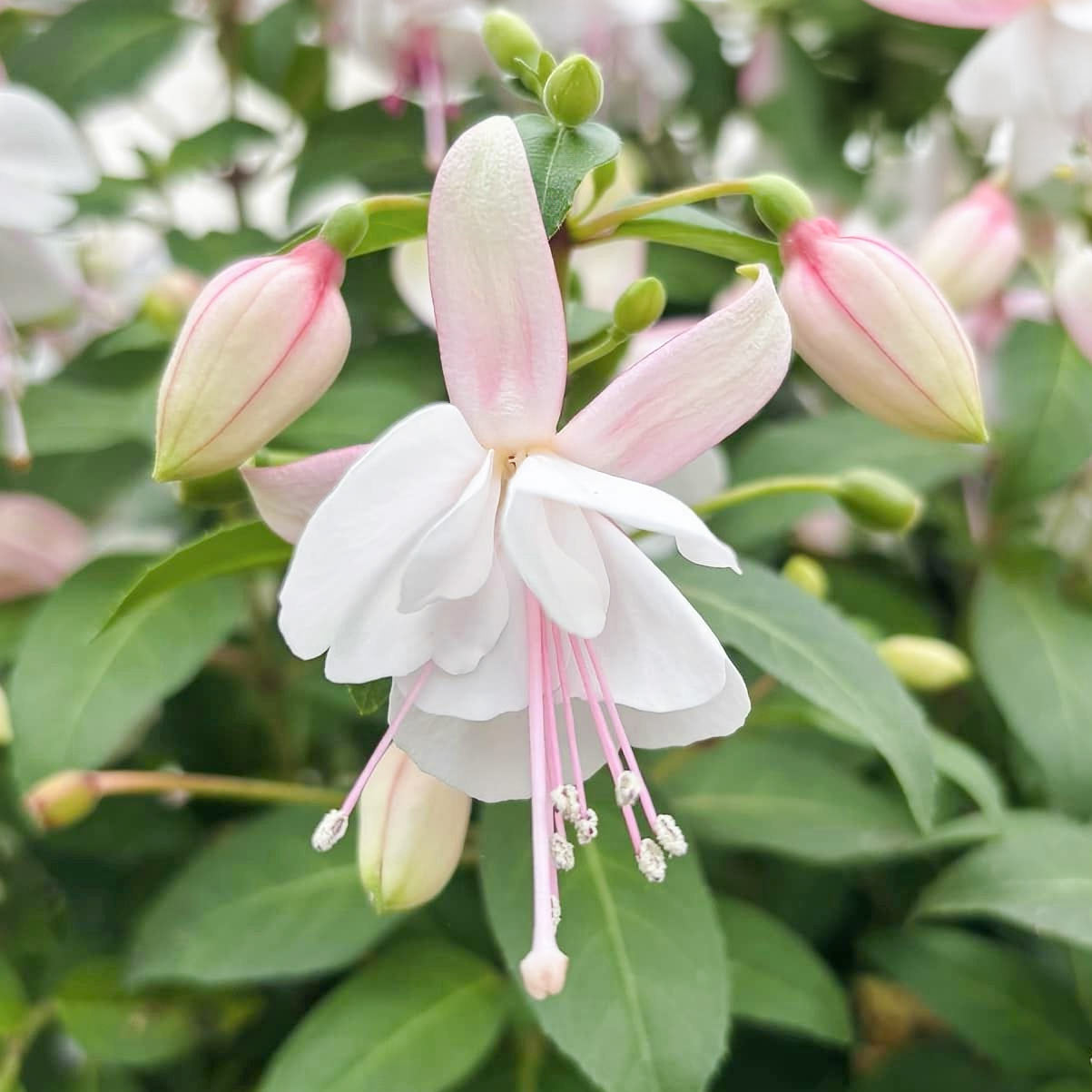 Fuchsia 'Fairy Polar'