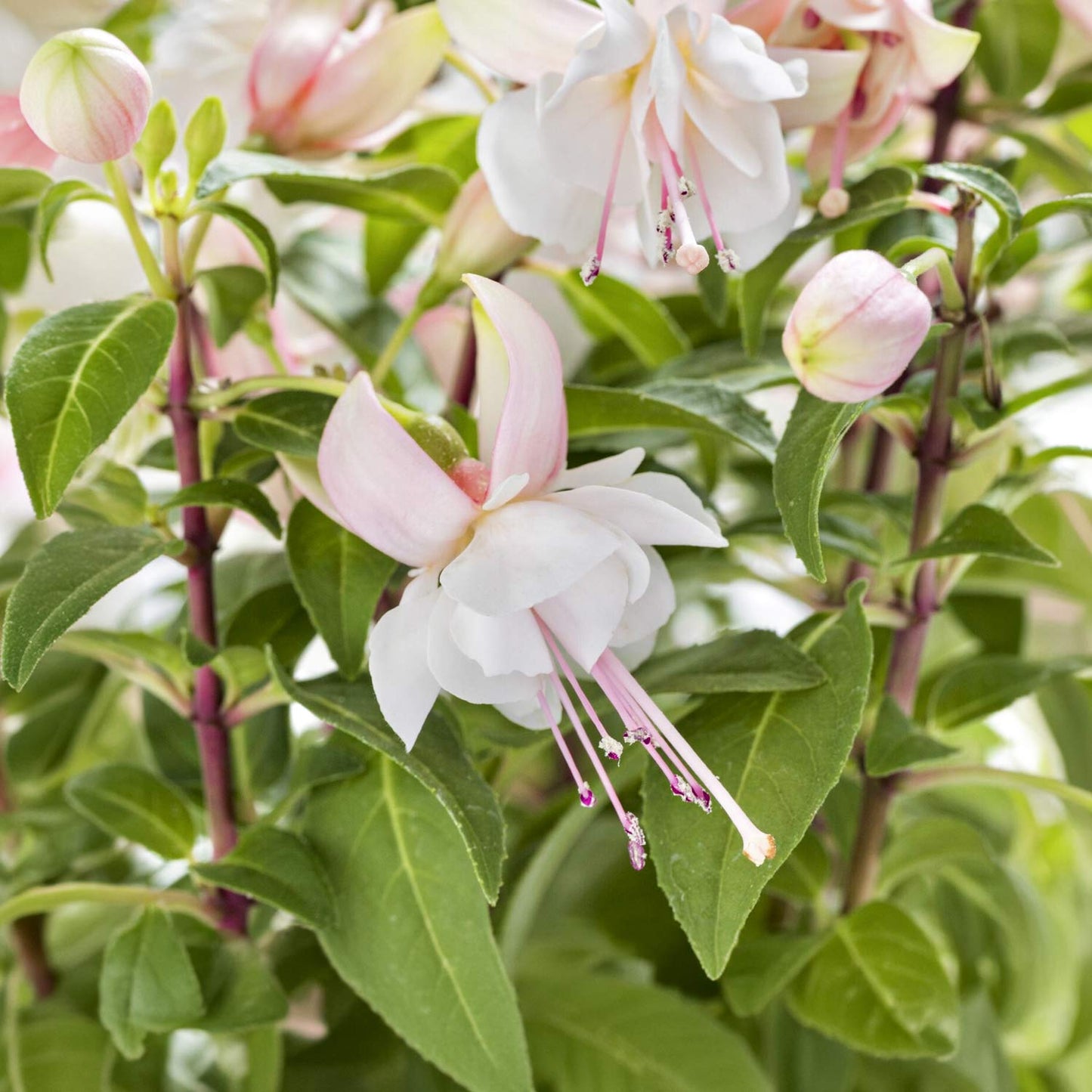 Fuchsia 'Fairy Polar'