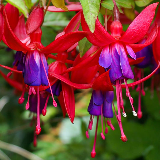 Fuchsia 'Mrs Popple'