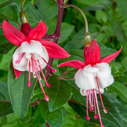 Fuchsia 'Snowcap'