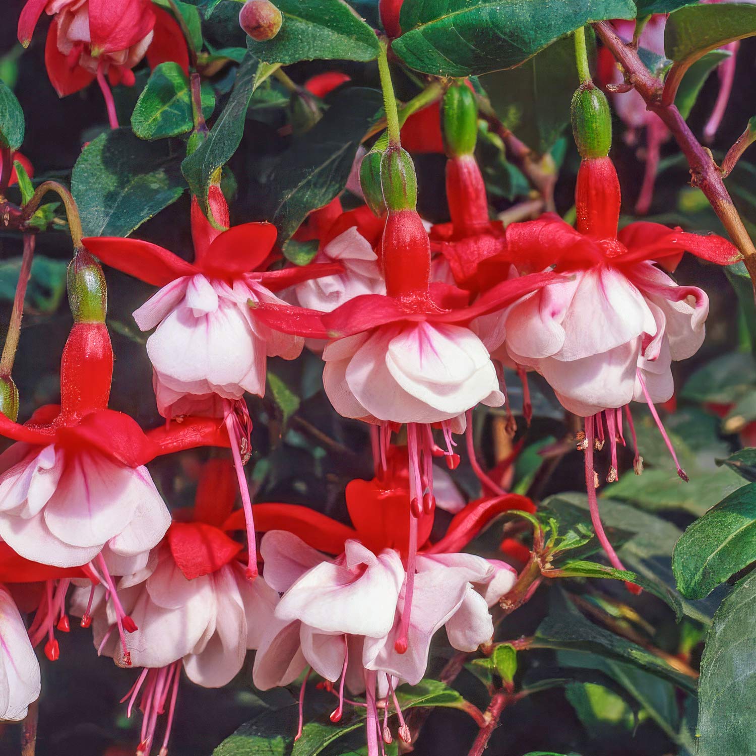 Fuchsia ‘Snowcap’ | Hardy Red and White Bush Fuchsia – Barnsdale Gardens