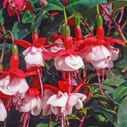Fuchsia 'Snowcap'