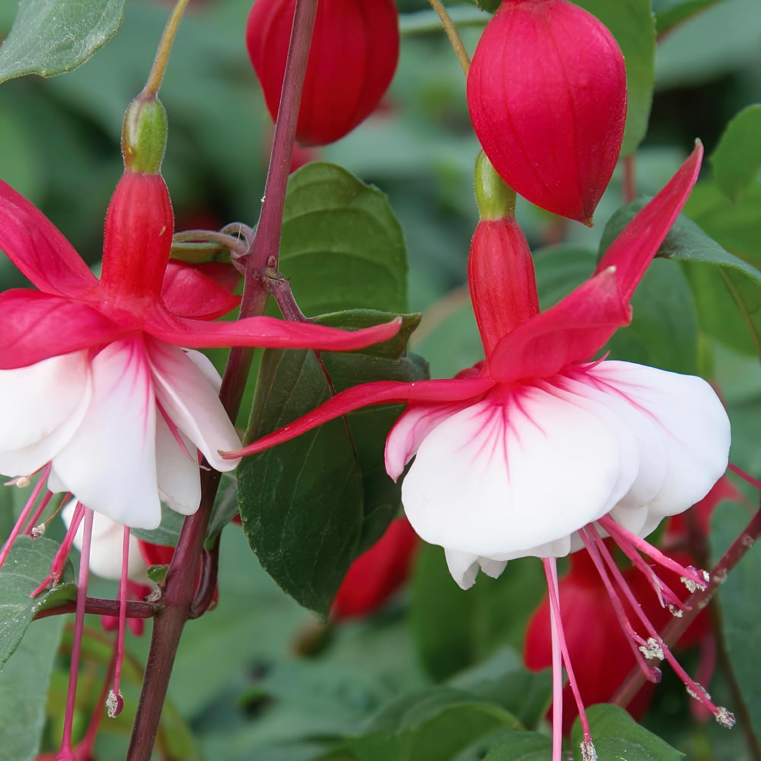 Fuchsia 'Snowcap'
