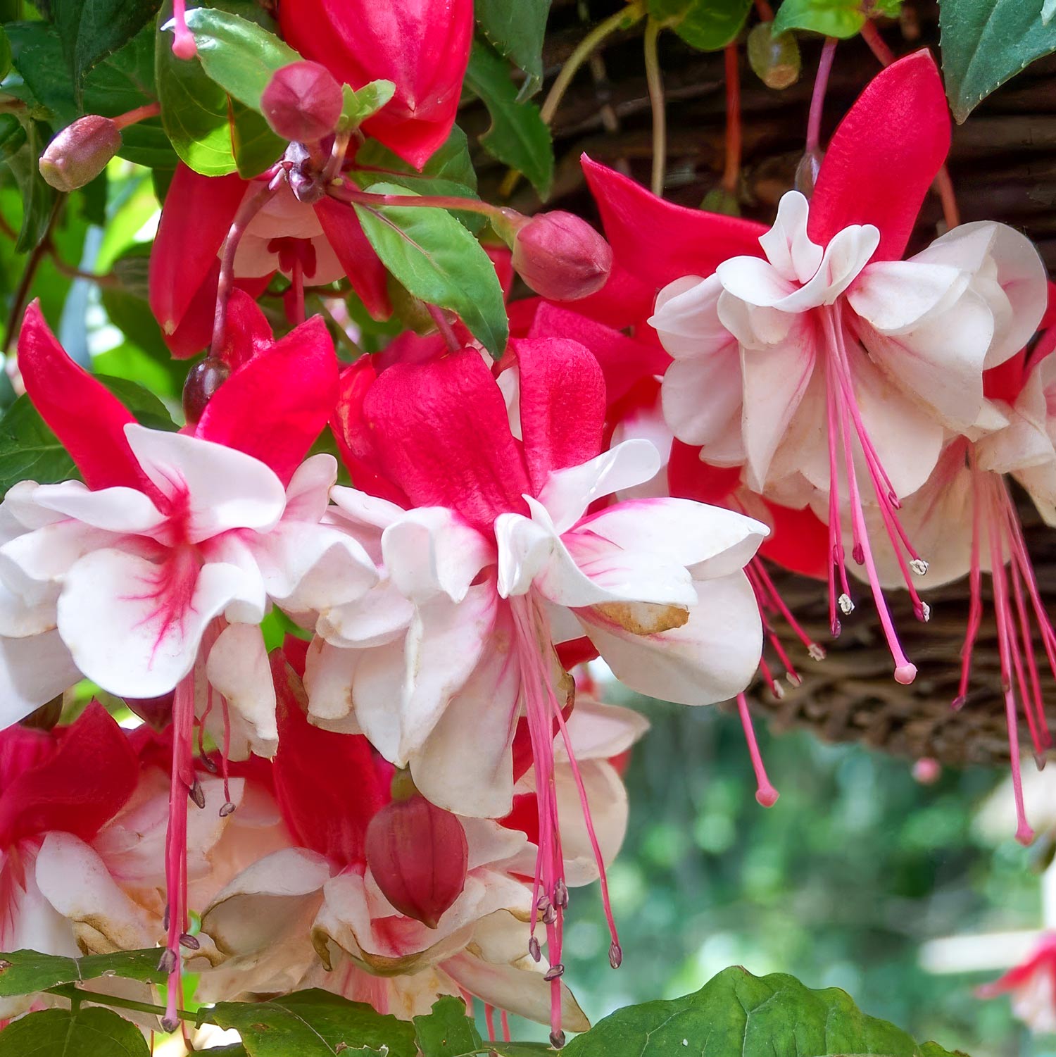Fuchsia 'Snowcap'