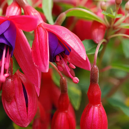 Fuchsia 'Tom Thumb'