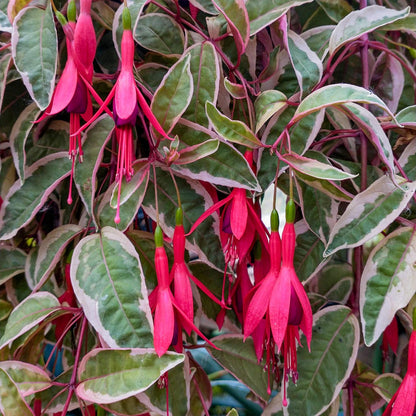 Fuchsia 'Tom West'
