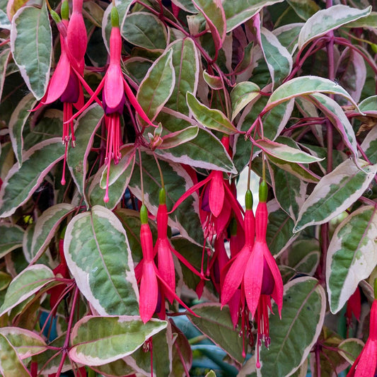 Fuchsia 'Tom West'