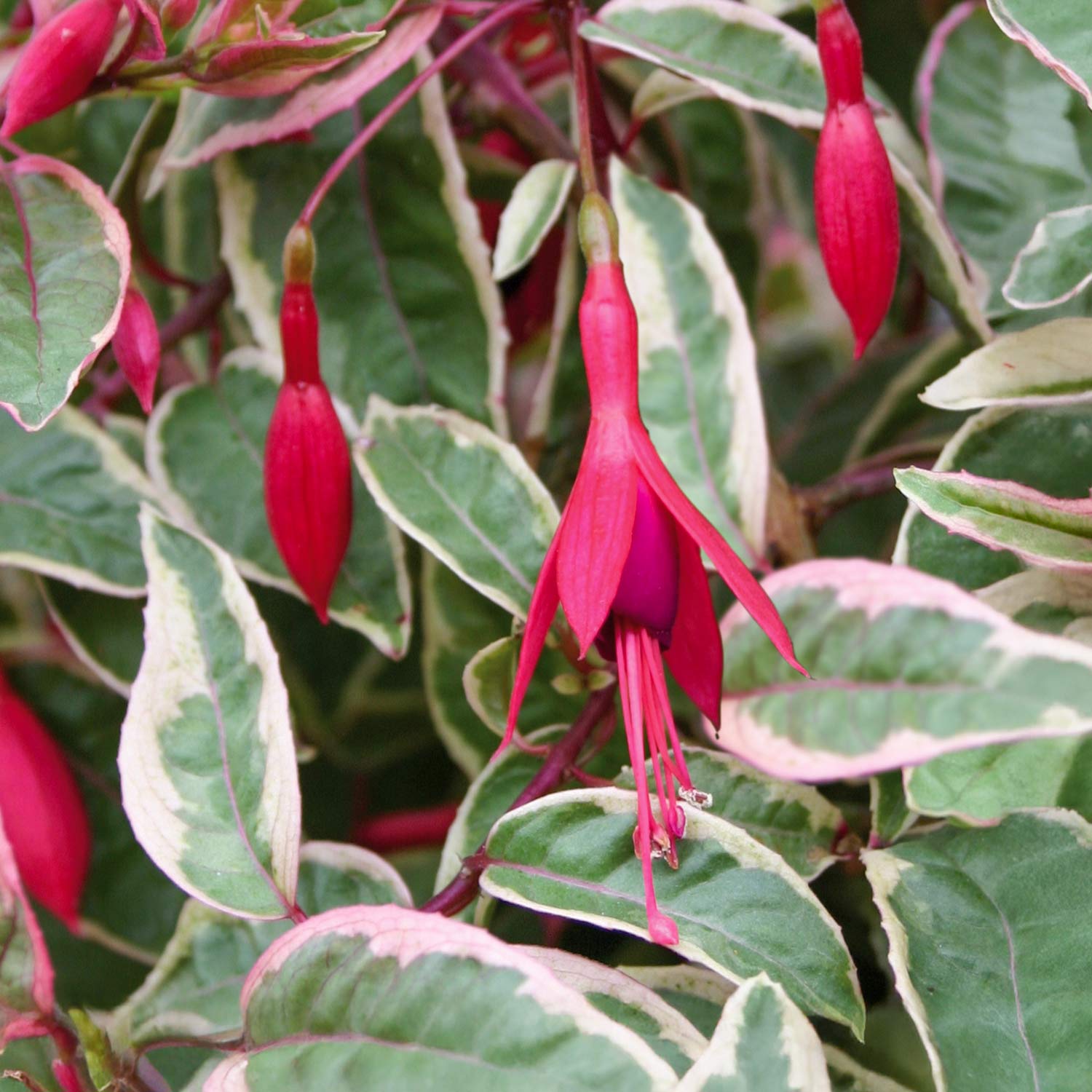 Fuchsia 'Tom West'