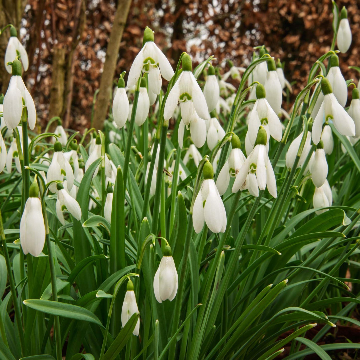 Galanthus nivalis (Snowdrop)
