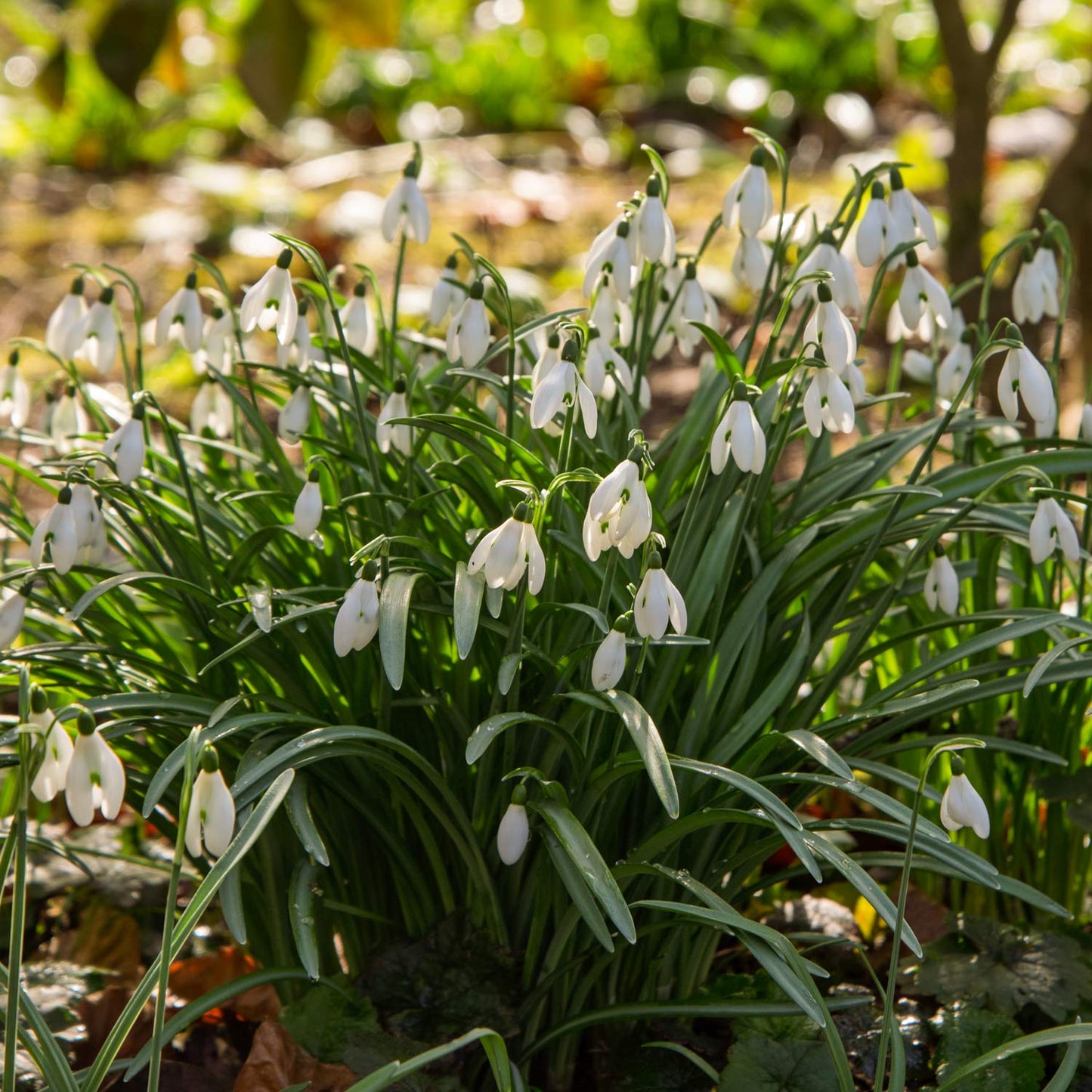 Galanthus nivalis (Snowdrop)