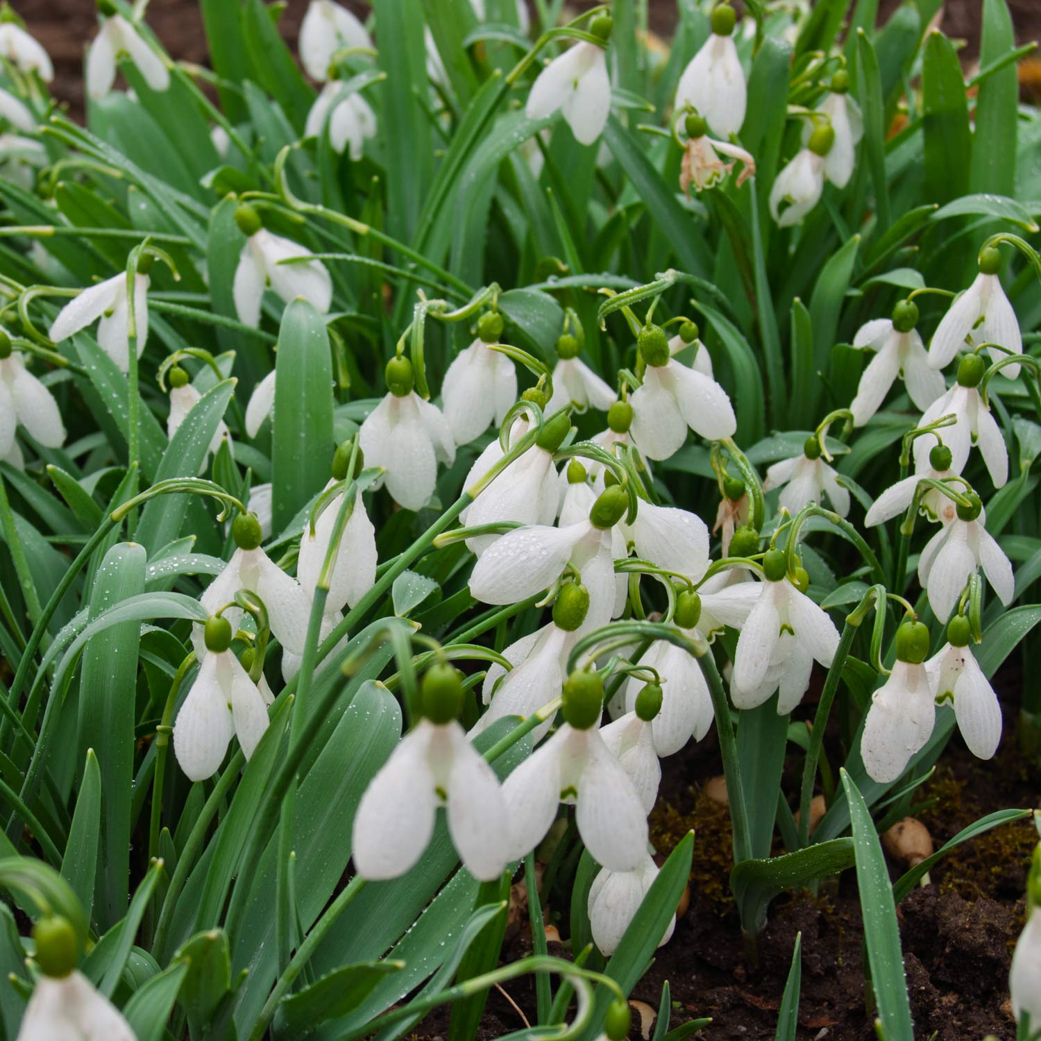 Galanthus nivalis (Snowdrop)