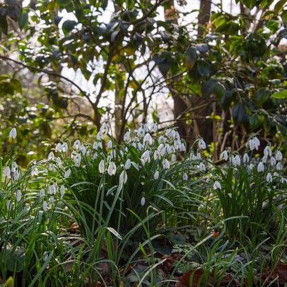 Galanthus nivalis (Snowdrop)