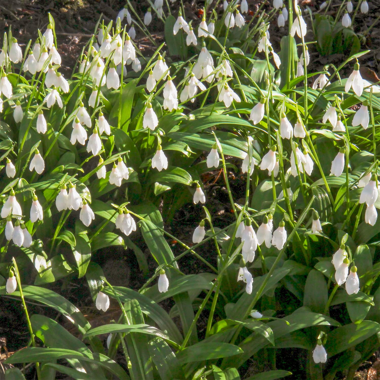 Galanthus woronowii. White flowers with green leaves on a natural background