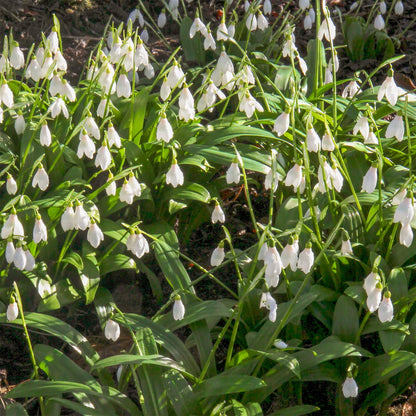 Galanthus woronowii. White flowers with green leaves on a natural background