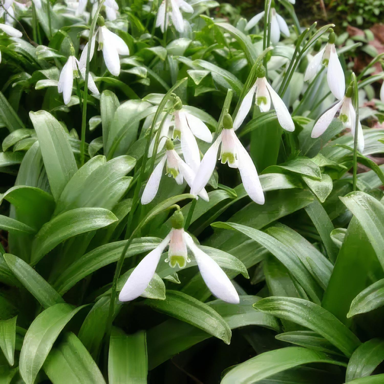 Galanthus woronowii. White flowers with green leaves in a natural setting