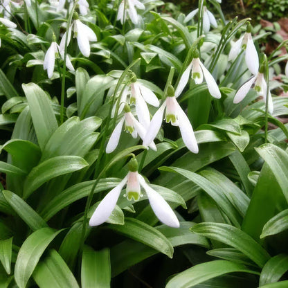 Galanthus woronowii. White flowers with green leaves in a natural setting