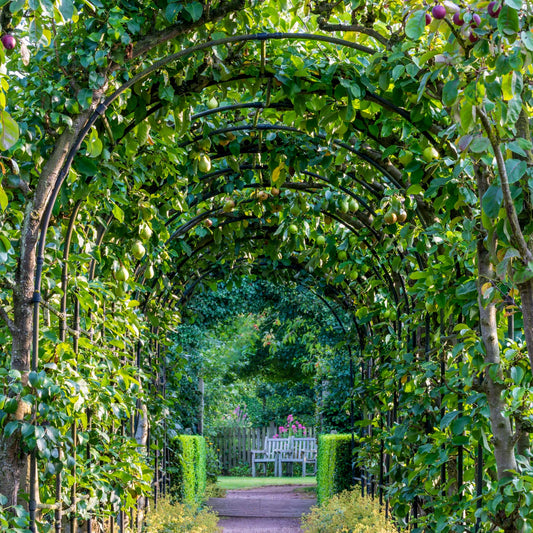 Apple Arch. Barnsdale Gardens After Hours. 7th August, 2025