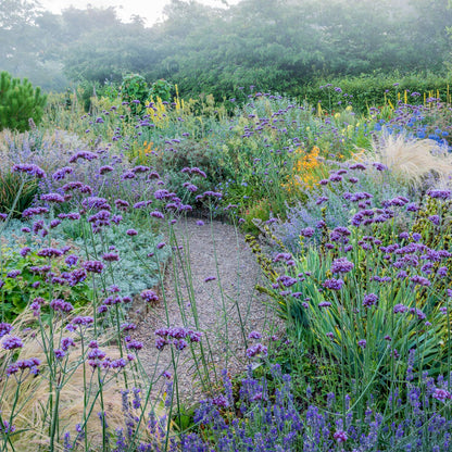 Mediterranean Garden. Barnsdale Gardens After Hours. 7th August, 2025